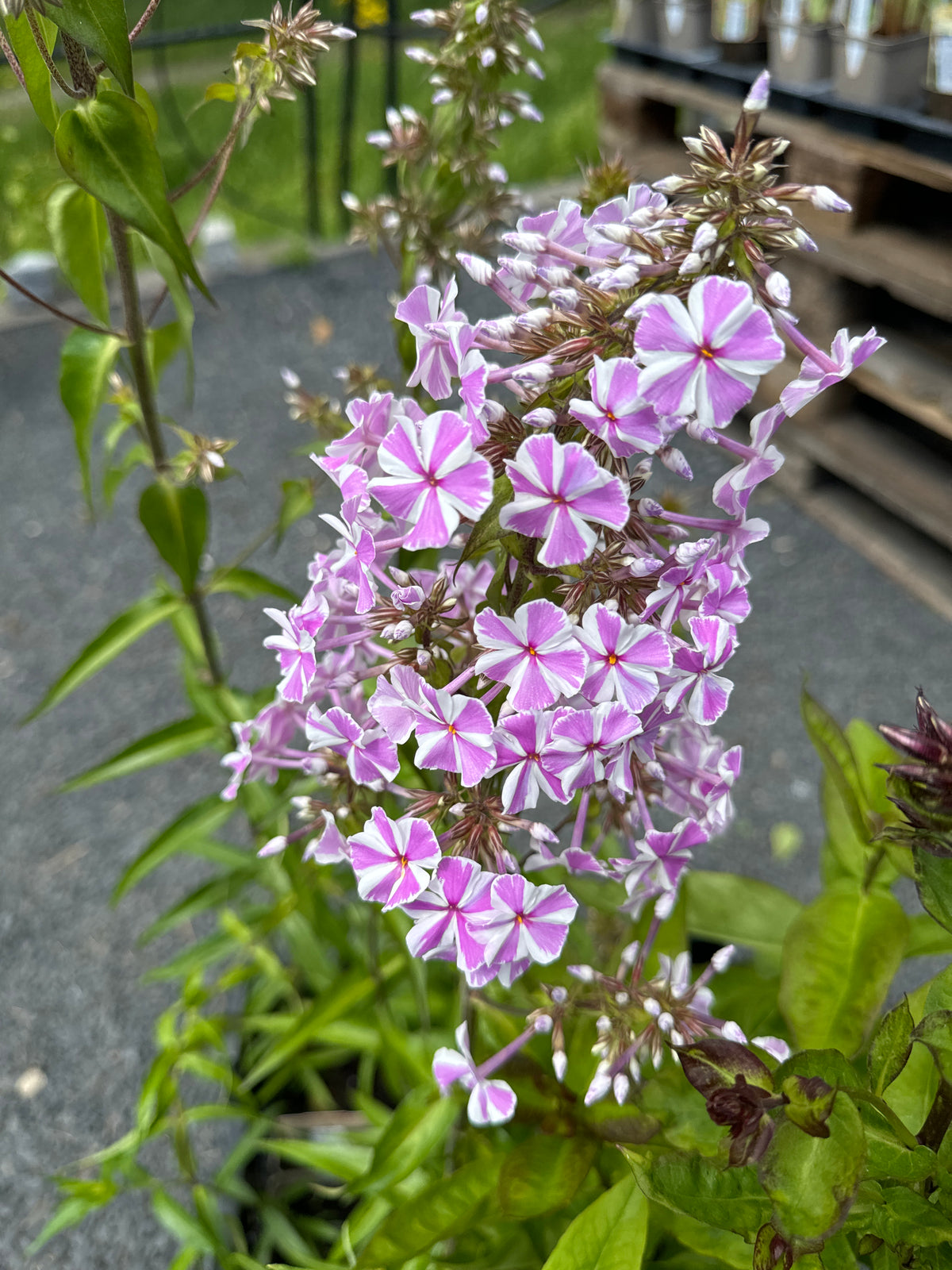 Wiesen-Flammenblume Phlox maculata 'Natascha'