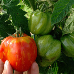 Fülltomate 'Striped Cavern' Bio-Gemüse-Samen