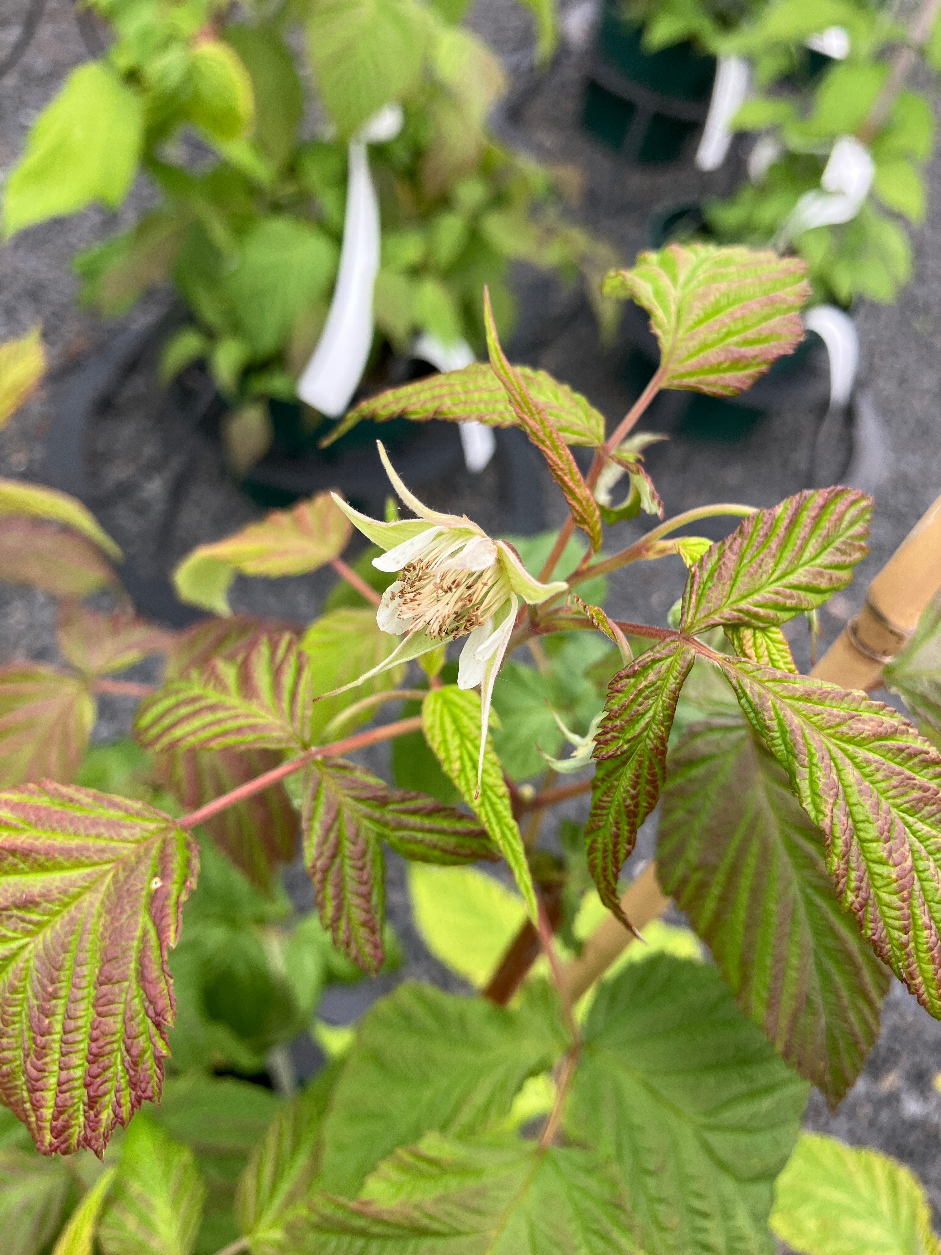 Himbeere dornenlos 'Autumn Happy'