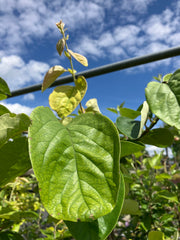 Birnenquitte 'Cydora Robusta' groß