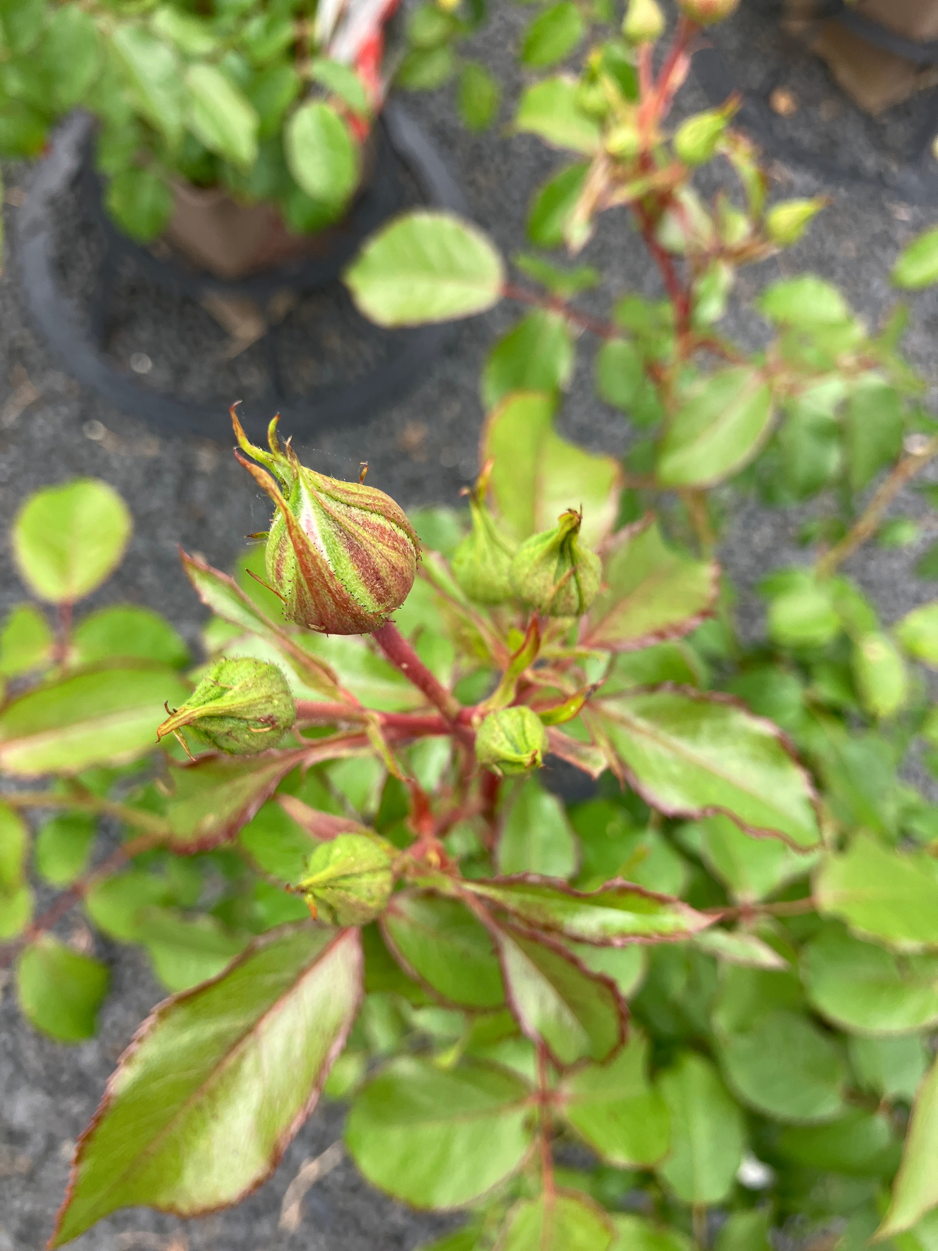 Beetrose 'Planten un Blomen'