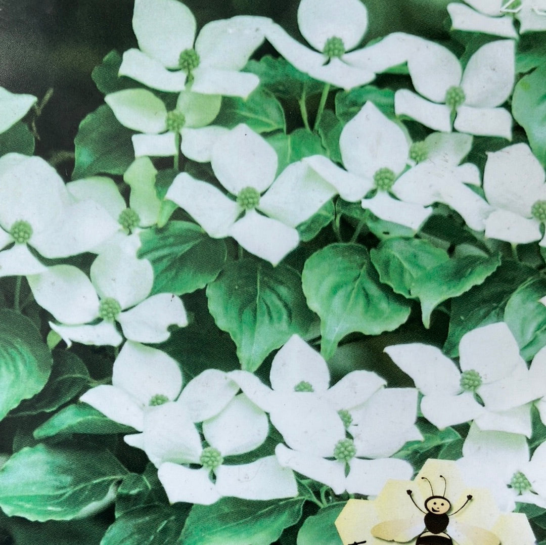 Japanischer Blumen-Hartriegel Cornus kousa 'China Girl'