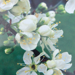Prunus domestica 'Nancymirabelle'
