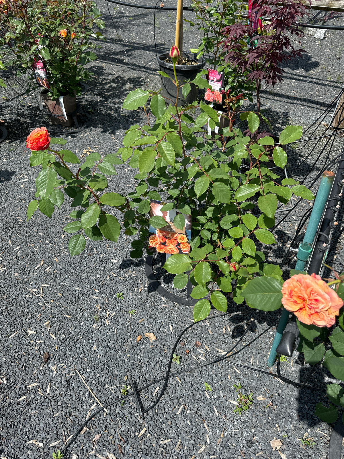 Strauchrose 'La Villa Cotta'