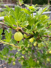 Rotfruchtige Stachelbeere 'Rokula'