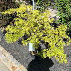 Grüner Schlitz-Ahorn Acer palm Dissectum 'Viridis'