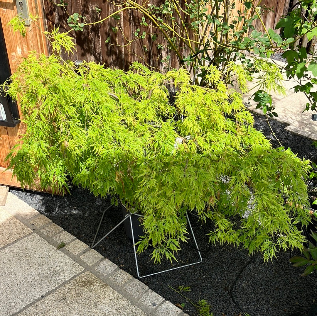 Grüner Schlitz-Ahorn 'Dissectum' groß