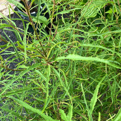 Farnblättriger Faulbaum 'Asplenifolia' mittel