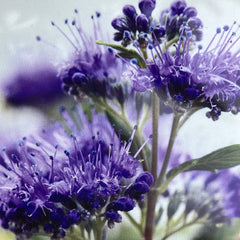 Bartblume 'Grand Bleu'