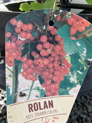 Rote Johannisbeere Ribes rubrum 'Rolan' mittel