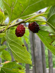 Schwarze Maulbeere Halbstamm