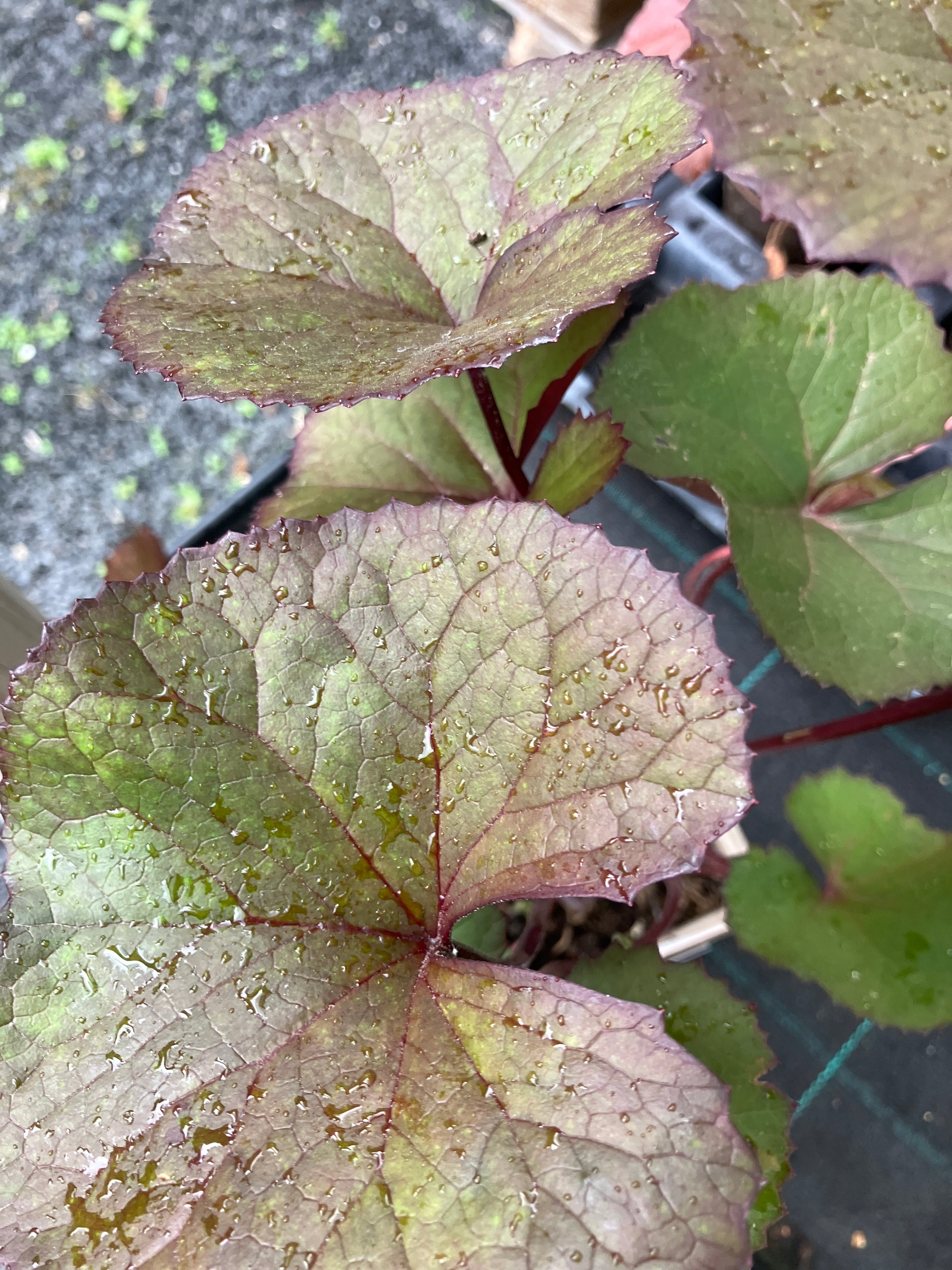 Rotlaubiges Kreuzkraut 'Midnight Lady'