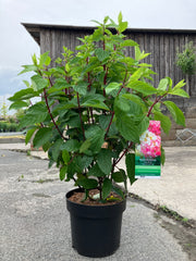 Rispenhortensie 'Pinky White'