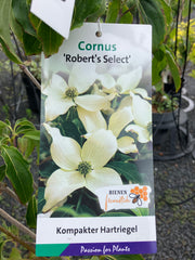 Japanischer Blumen-Hartriegel Cornus kousa 'Roberts Select'