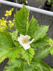 Brombeere dornenlos 'Asterina Zuckerbrombeere'