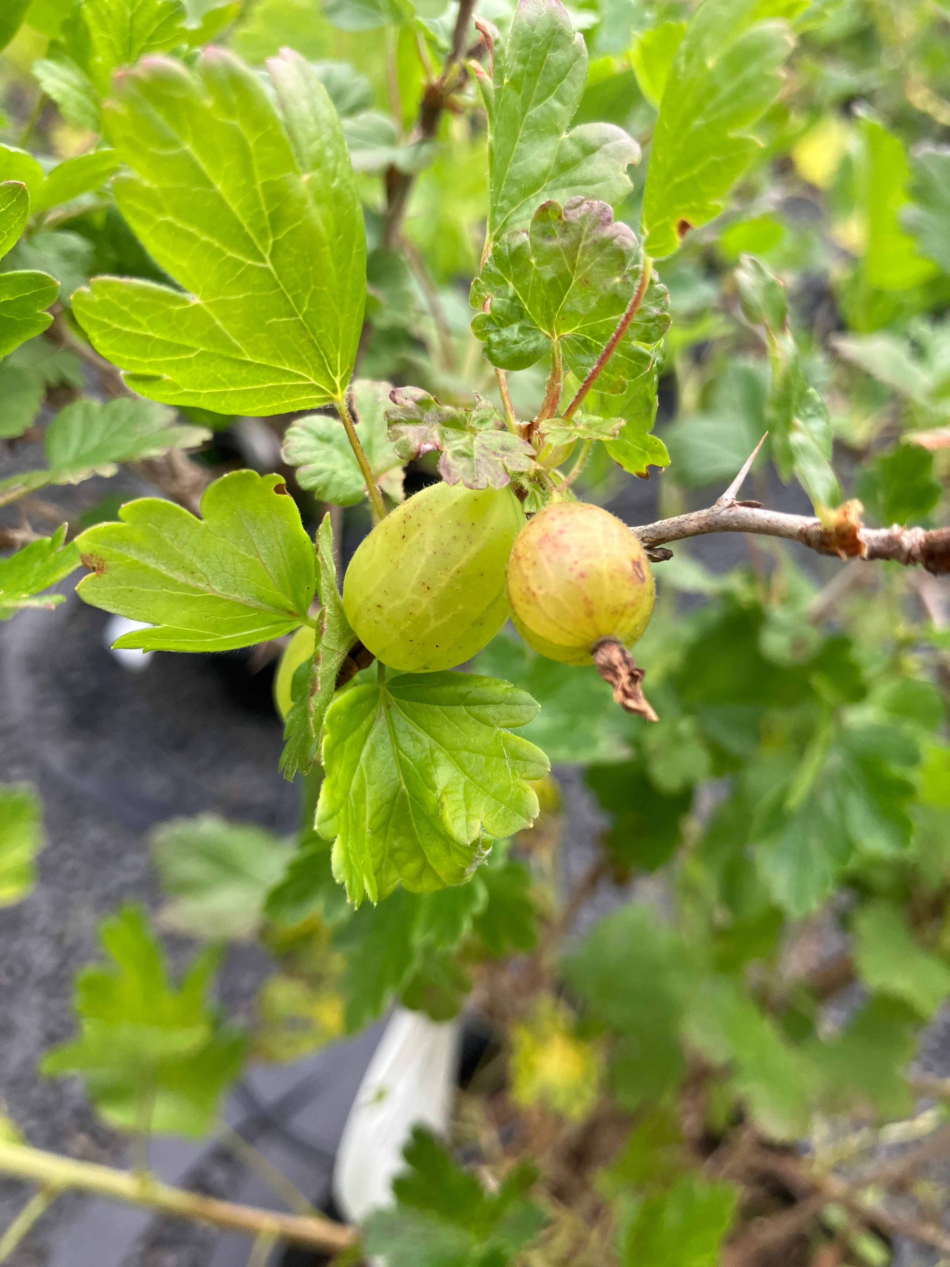 Gelbfruchtige Stachelbeere Ribes uva-crispa 'Hinnonmäki gelb'