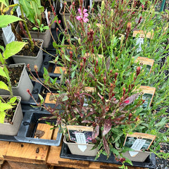 Prachtkerze Gaura lindheimeri 'Geyser Pink'