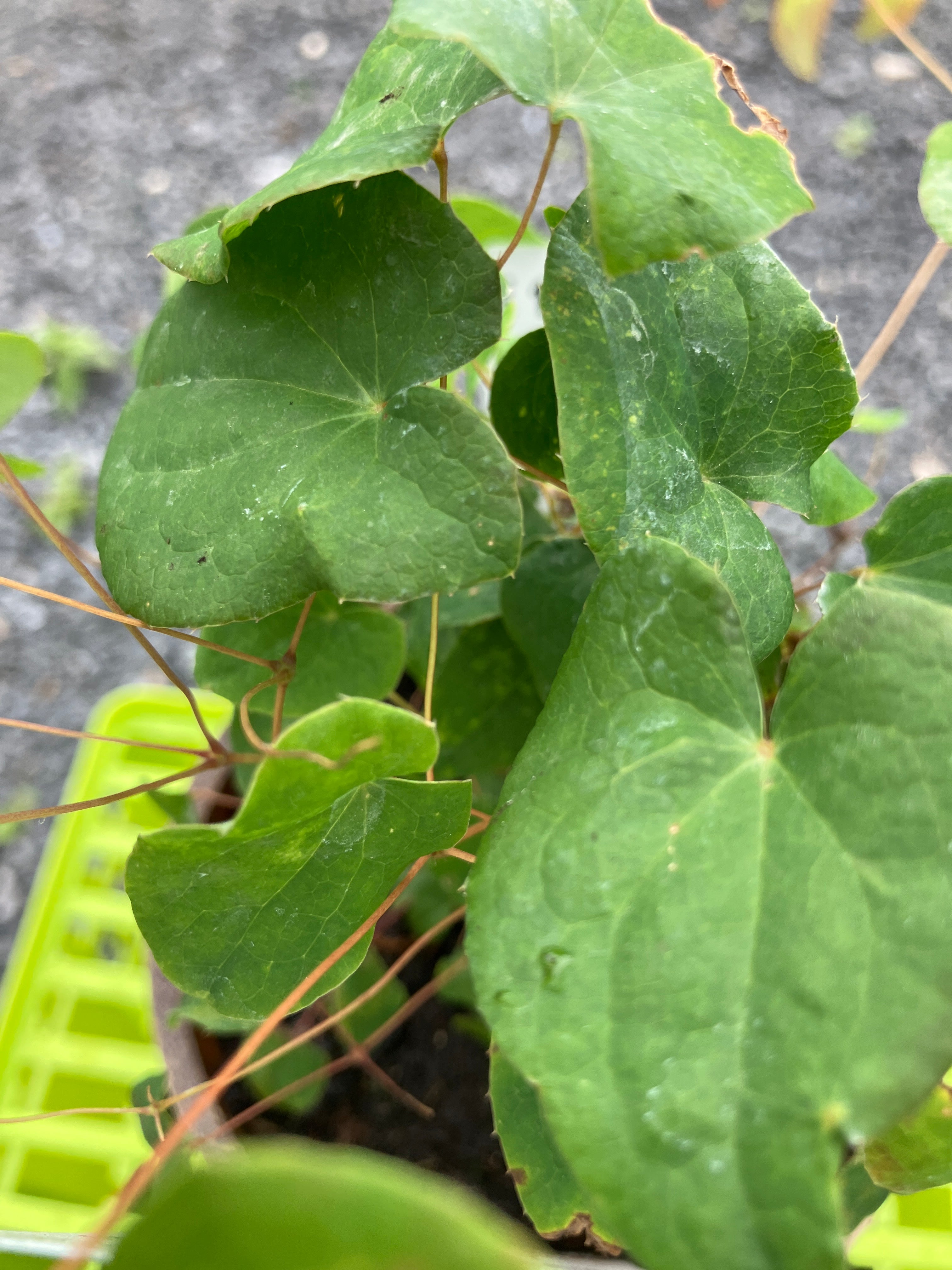 Großblütige Elfenblume 'Nanum'