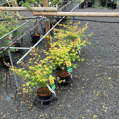 Japanischer Fächer-Ahorn Acer palmatum 'Katsura'