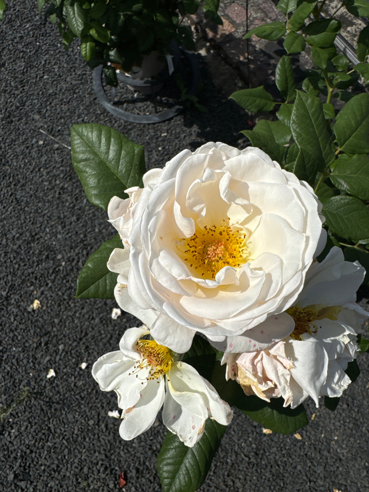 Kletterrose 'Uetersener Klosterrose'