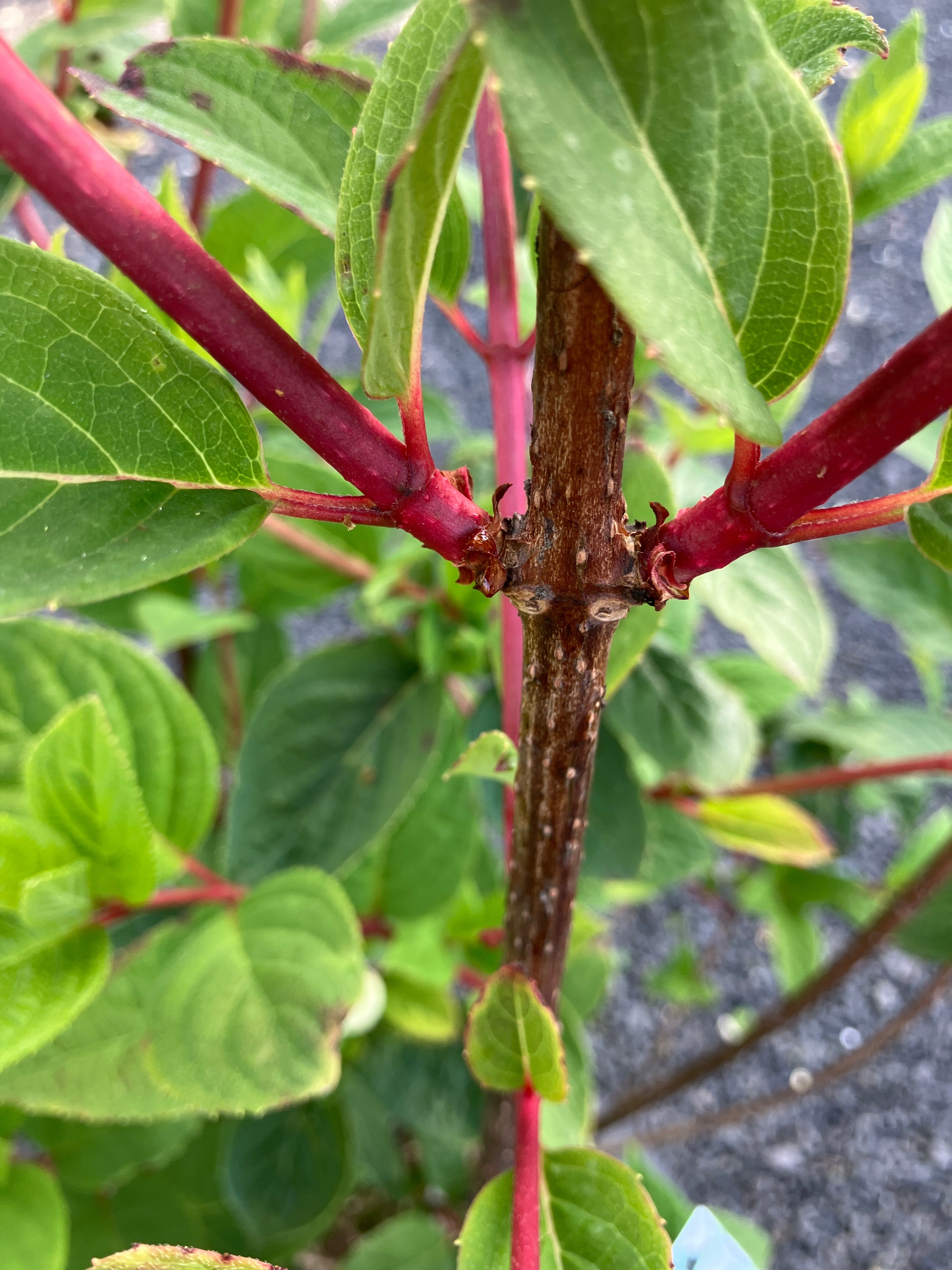 Rispenhortensie 'Early Sensation'