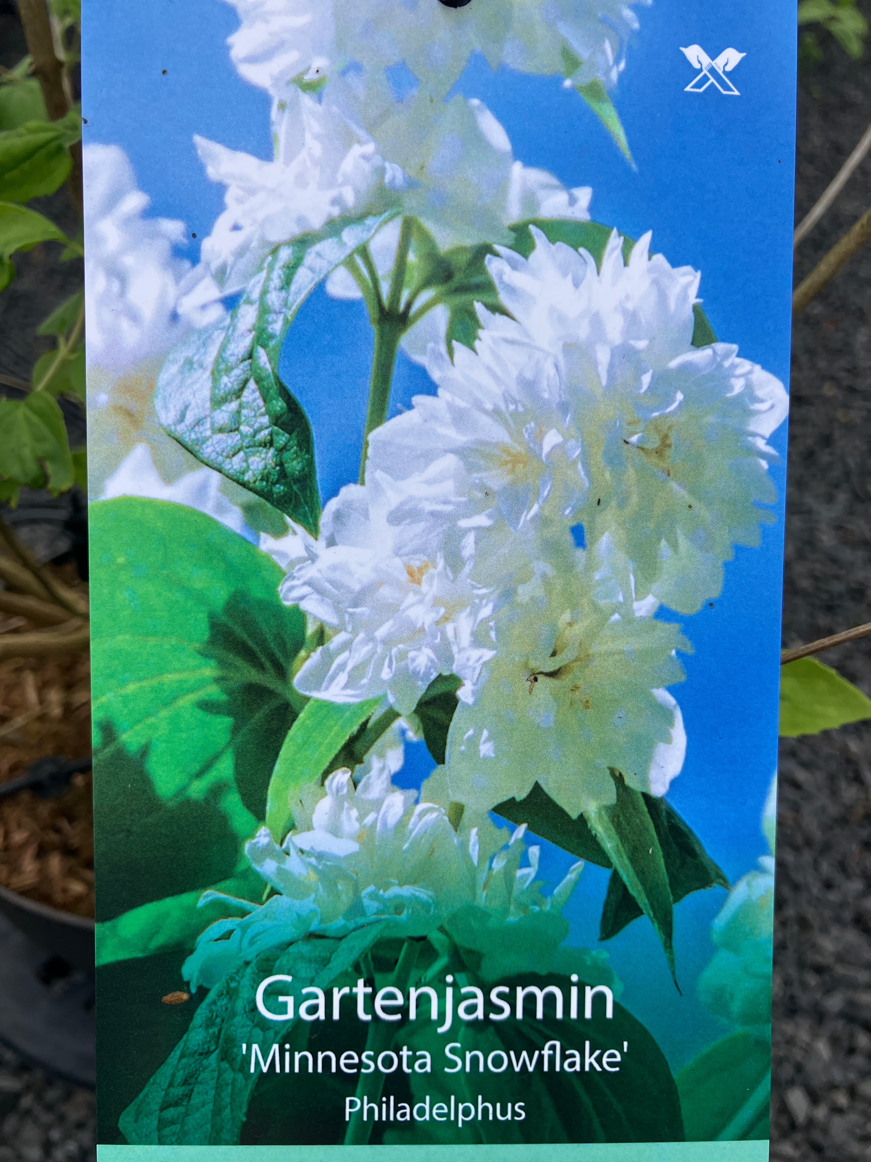 Gartenjasmin 'Minnesota Snowflake'