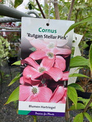 Japanischer Blumen-Hartriegel 'Rutgan Stellar Pink'