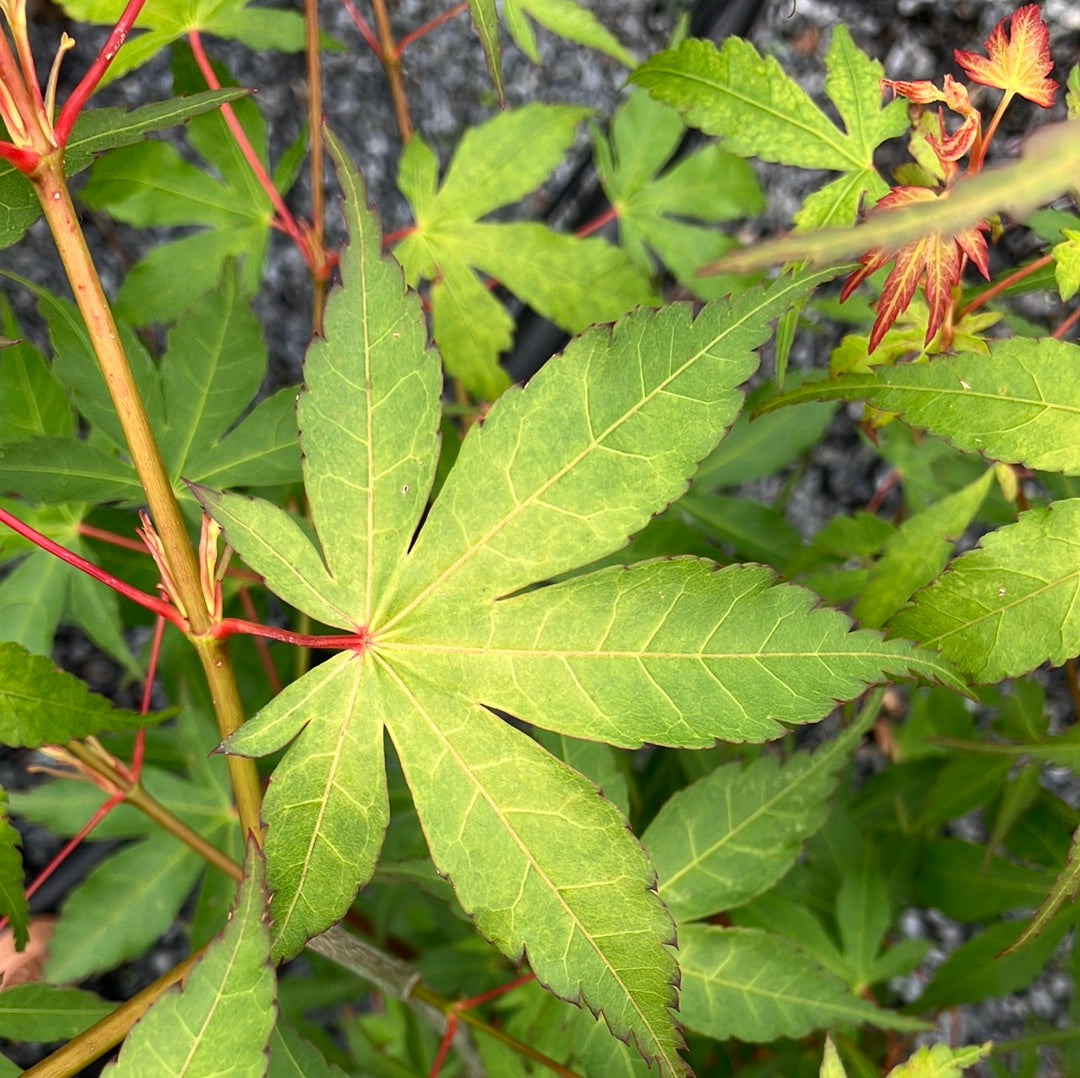 Japanischer Fächer-Ahorn Acer palmatum 'Katsura'
