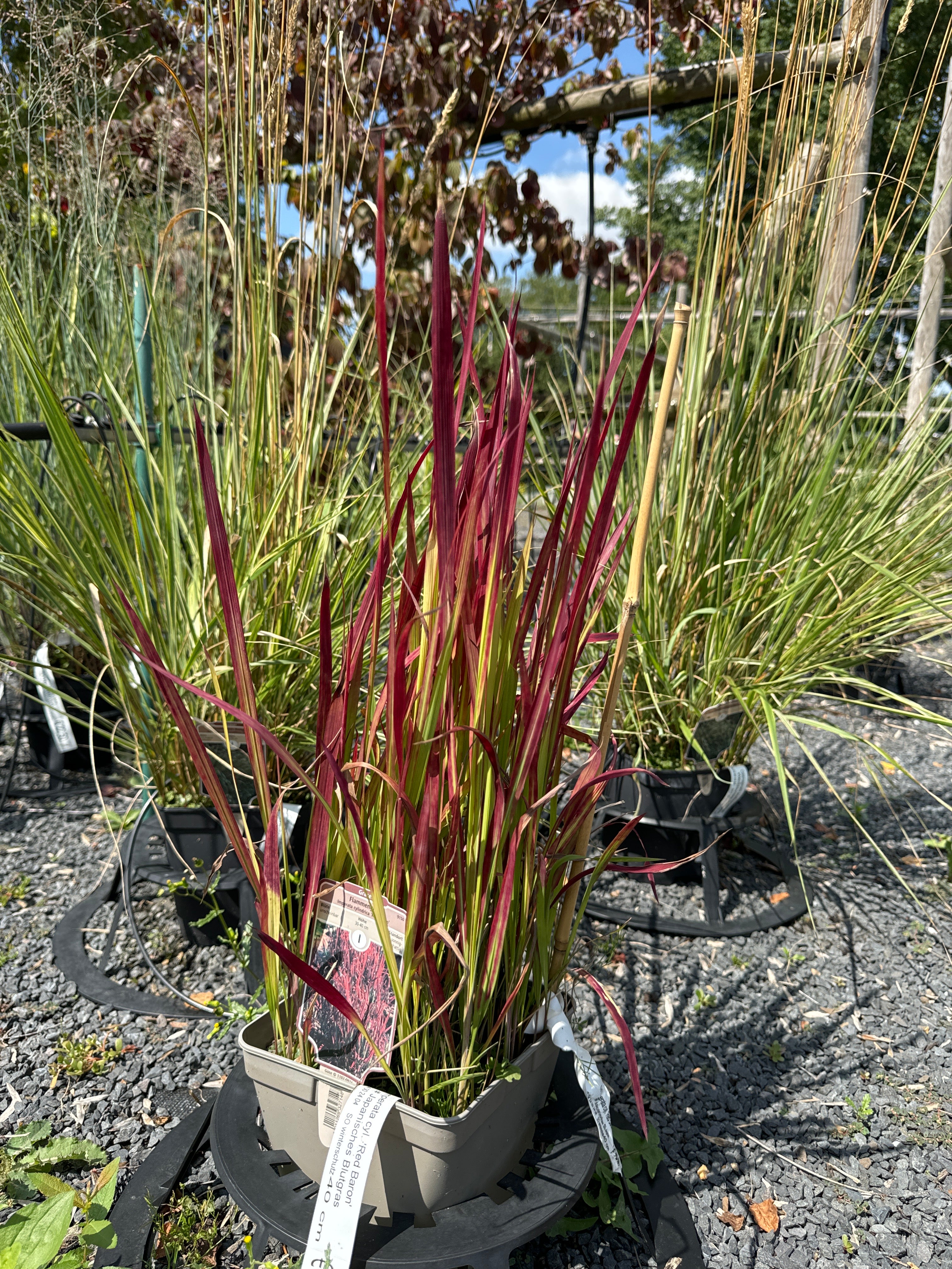 Flammengras 'Red Baron' groß