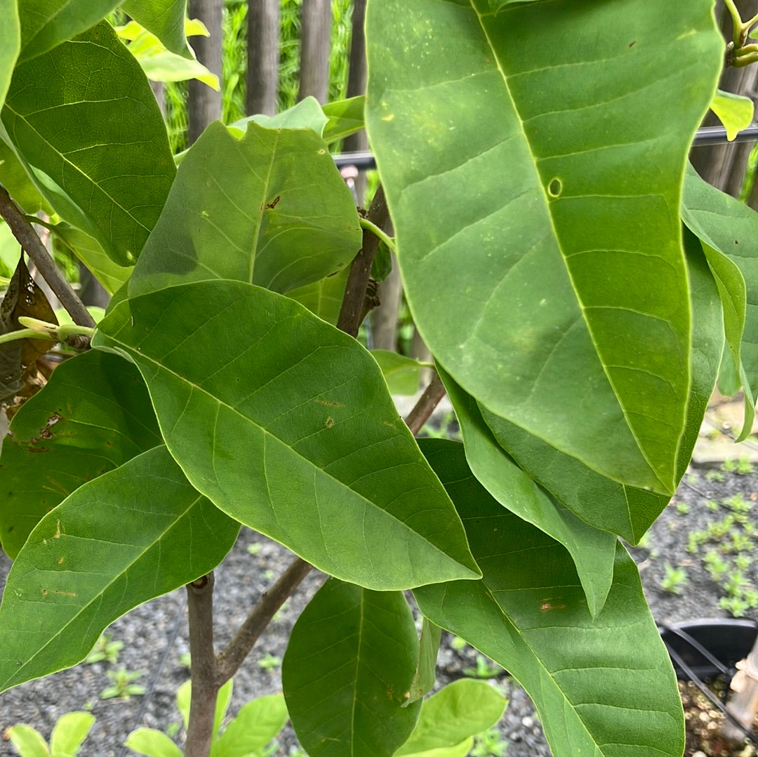 Immergrüne Magnolie Magnolia 'Grandiflora'