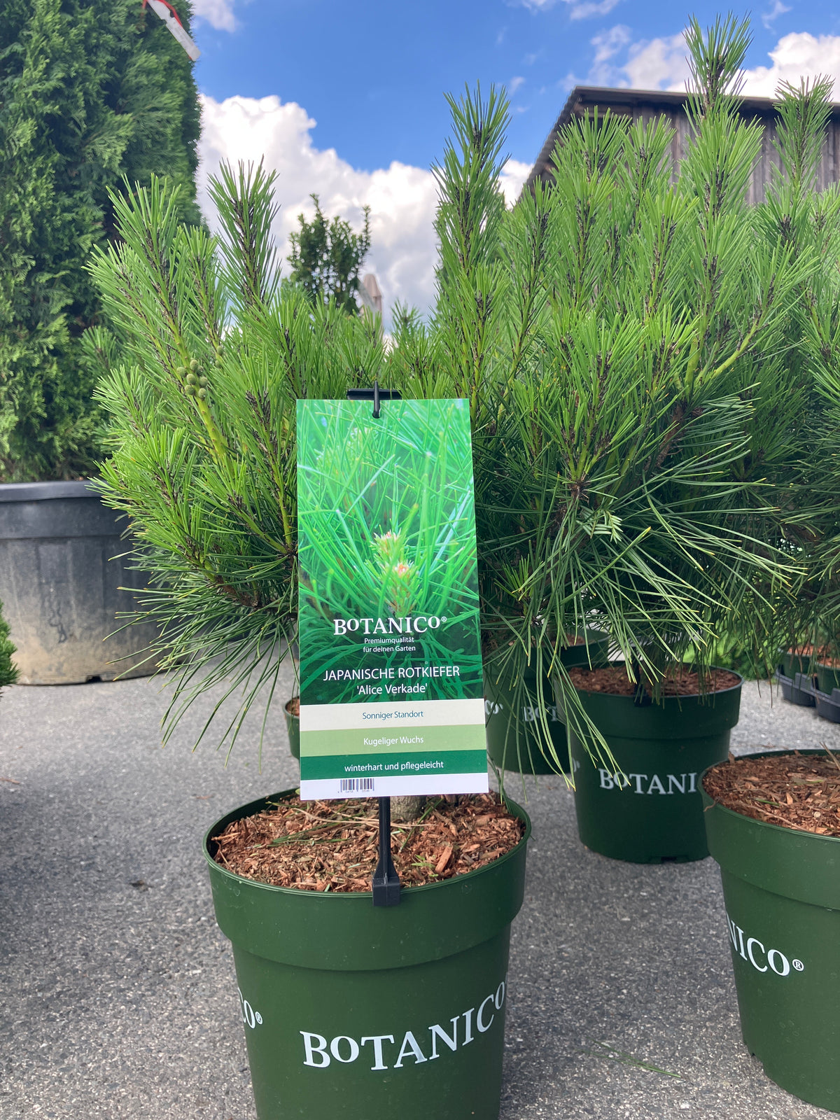 Japanische Rotkiefer Pinus densiflora 'Alice Verkade'