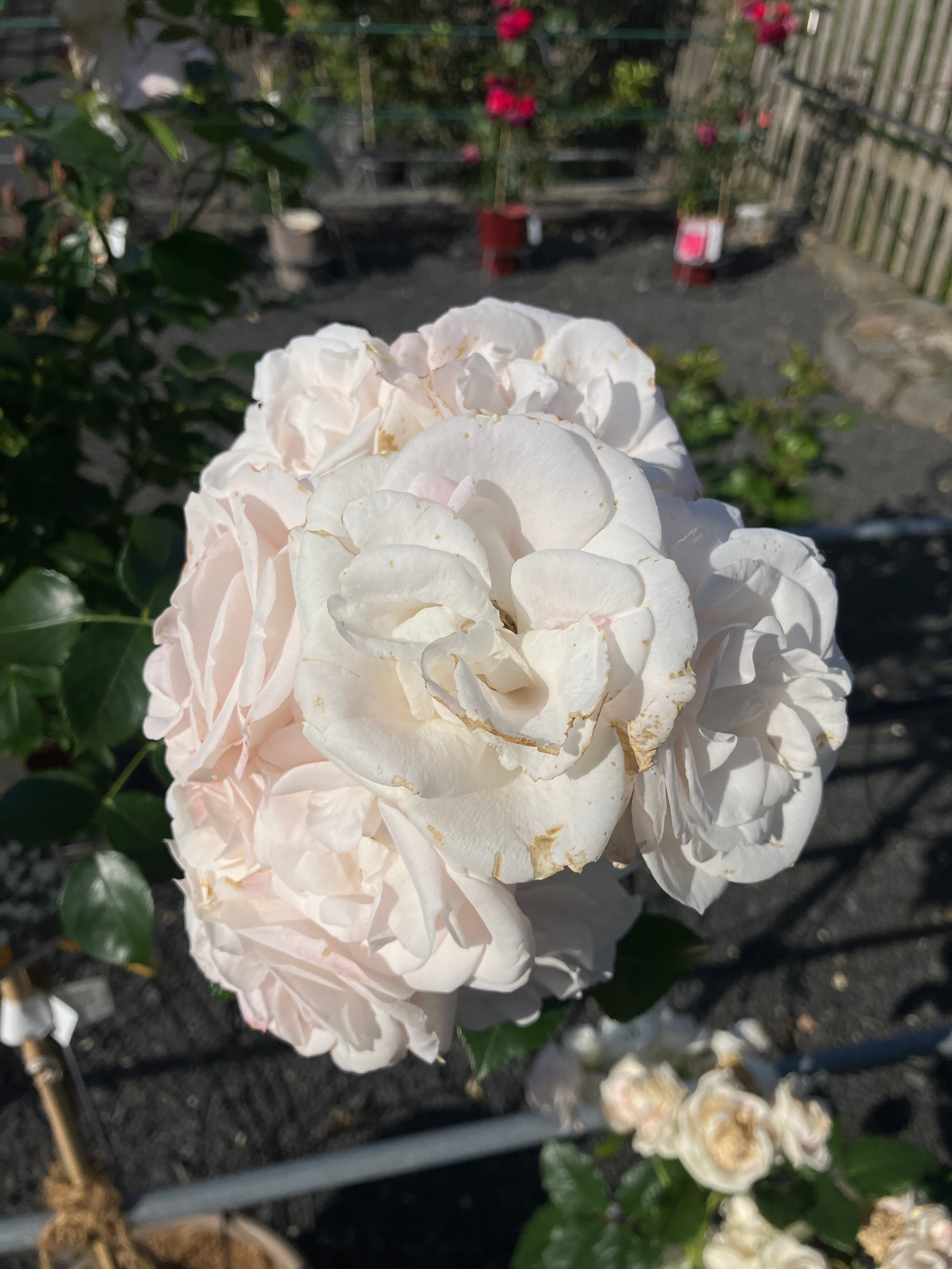 Beetrose Rosa 'Aspirin-Rose' Hochstamm