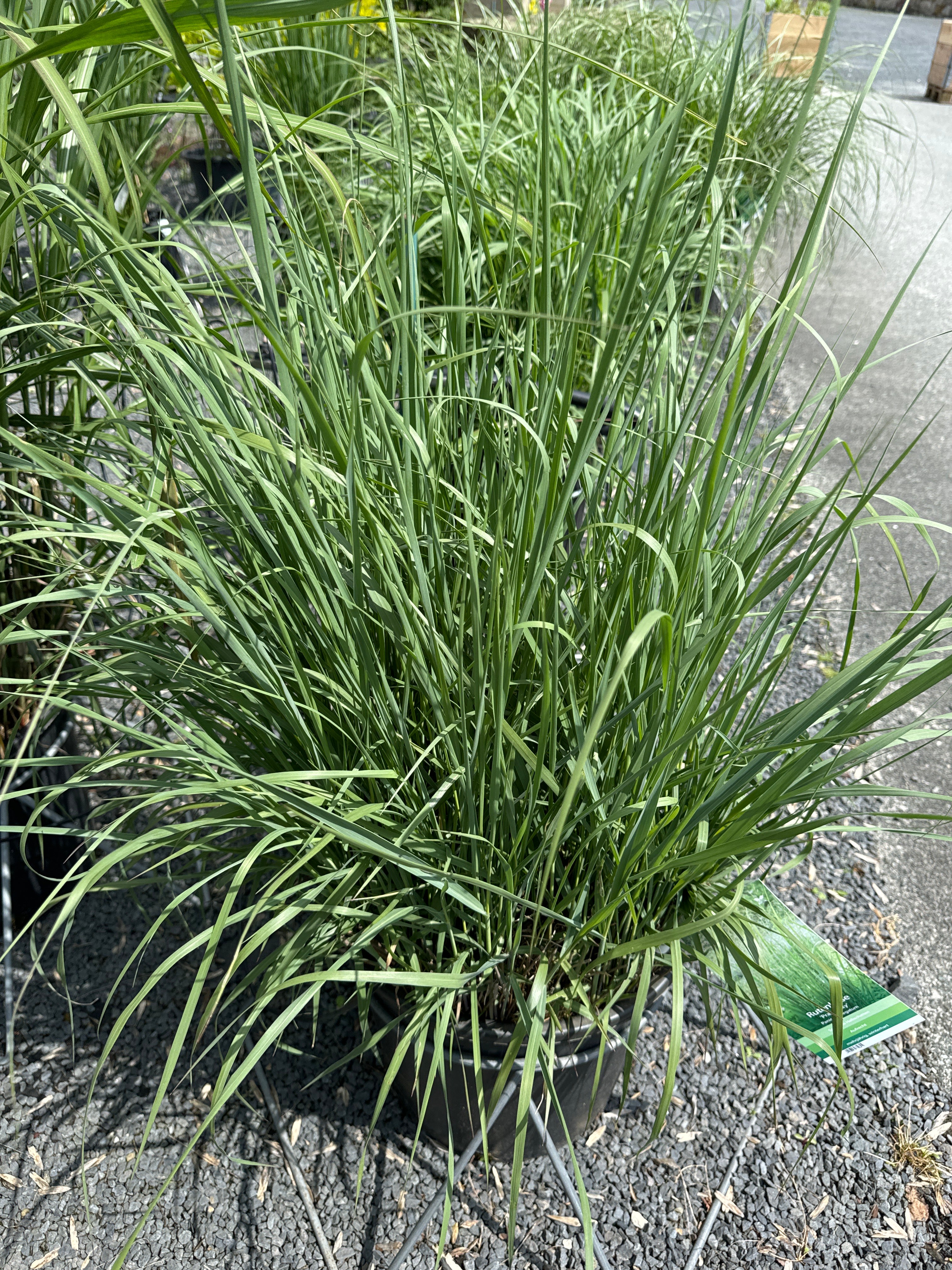 Rutenhirse 'Prairie Sky' groß