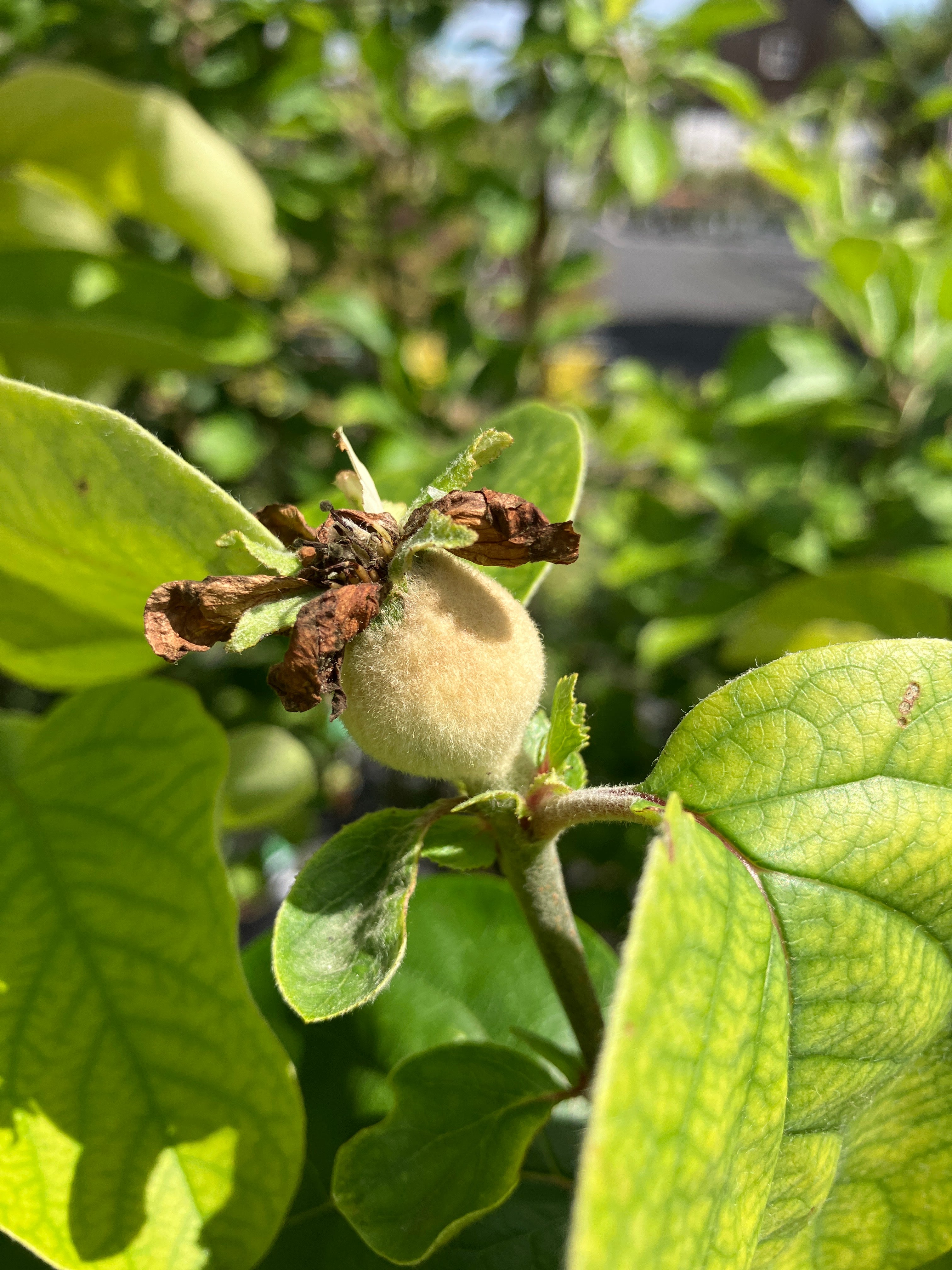 Birnenquitte 'Cydora Robusta' groß