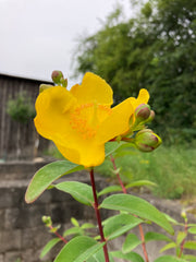 Johanniskraut 'Hidcote'