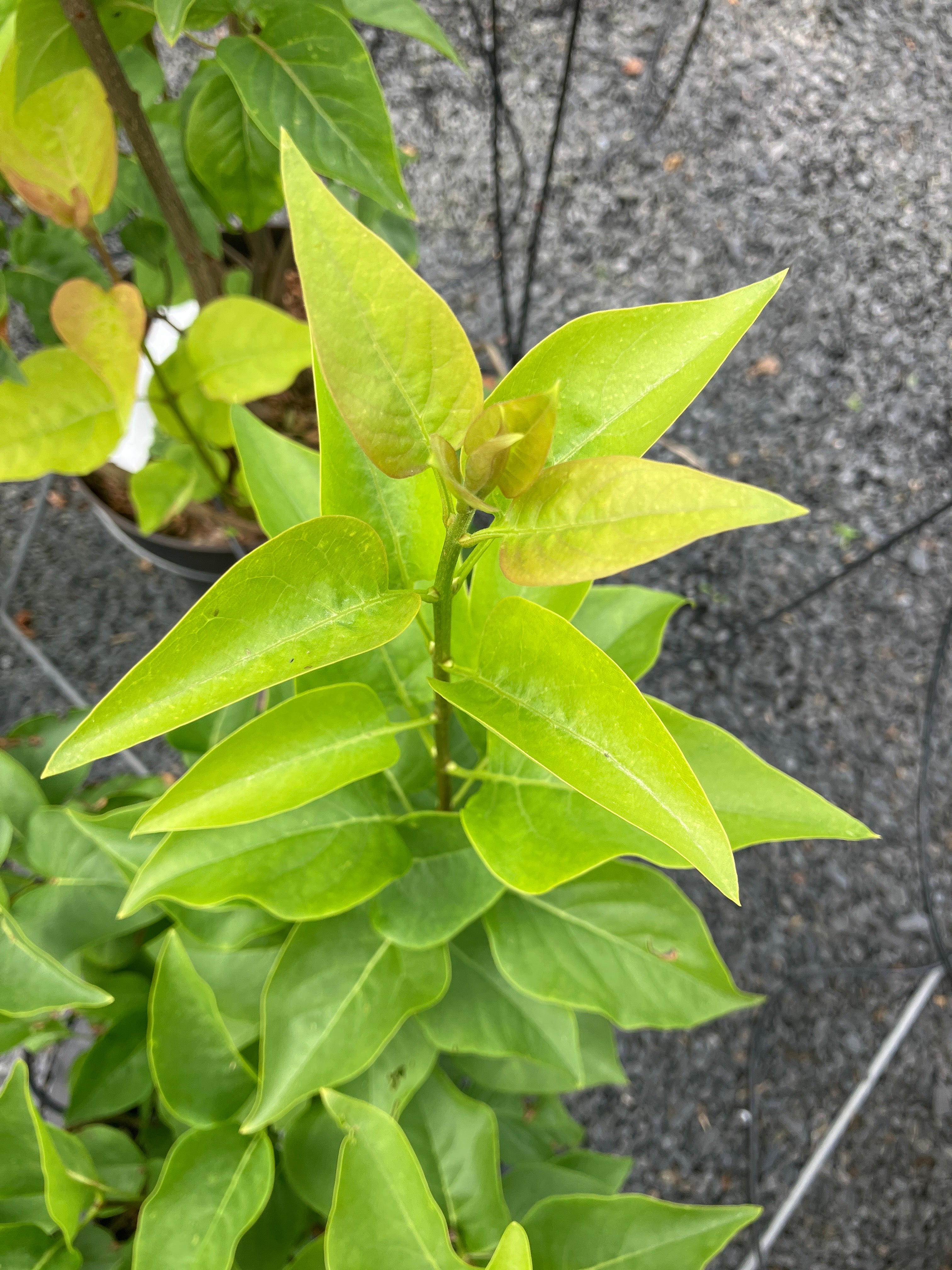 Edelflieder 'Michel Buchner'