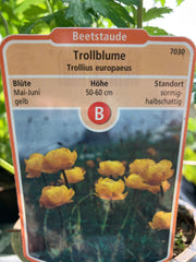 Trollblume Trollius europaeus