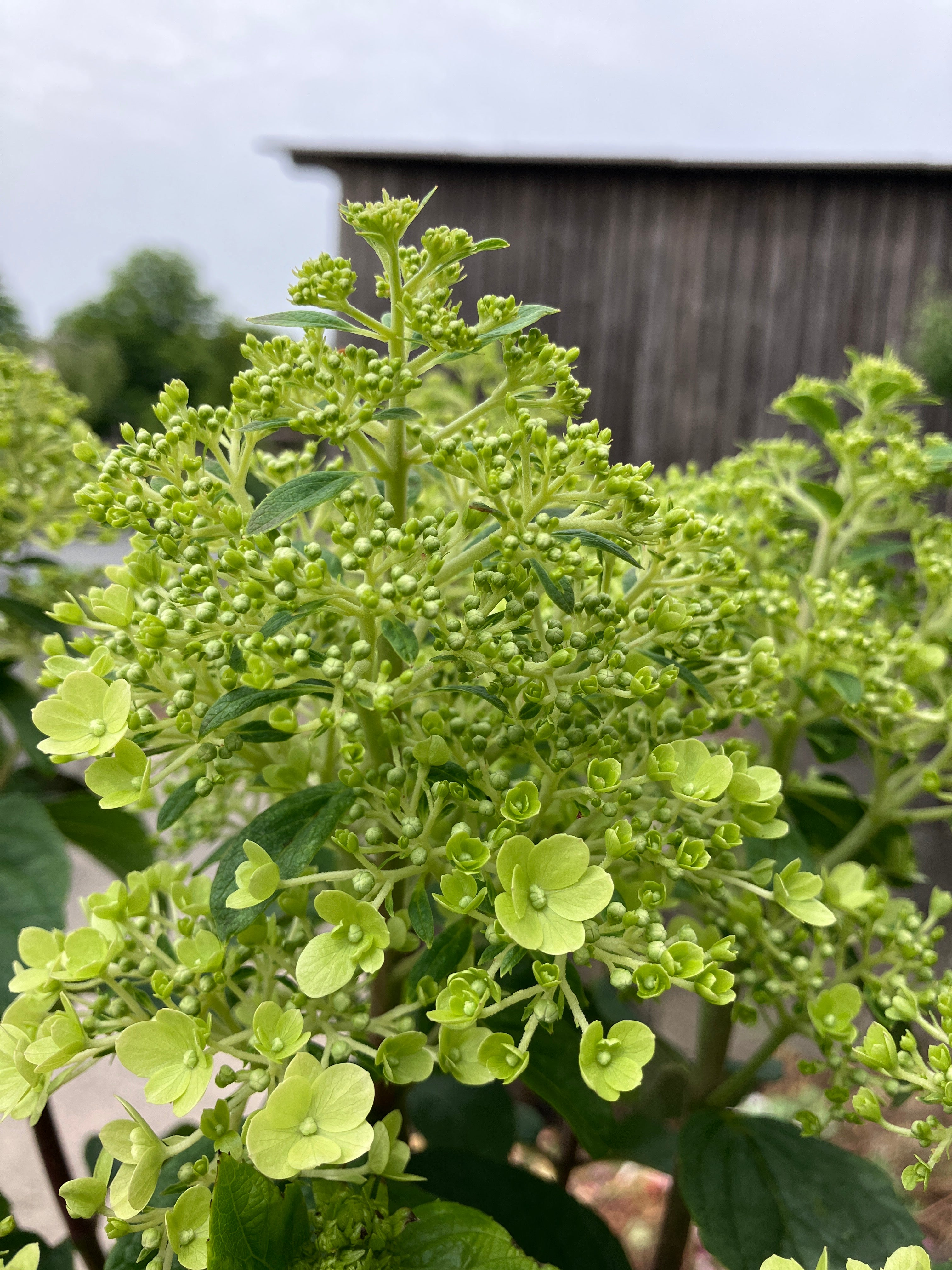 Zwerg-Rispenhortensie 'Bobo'