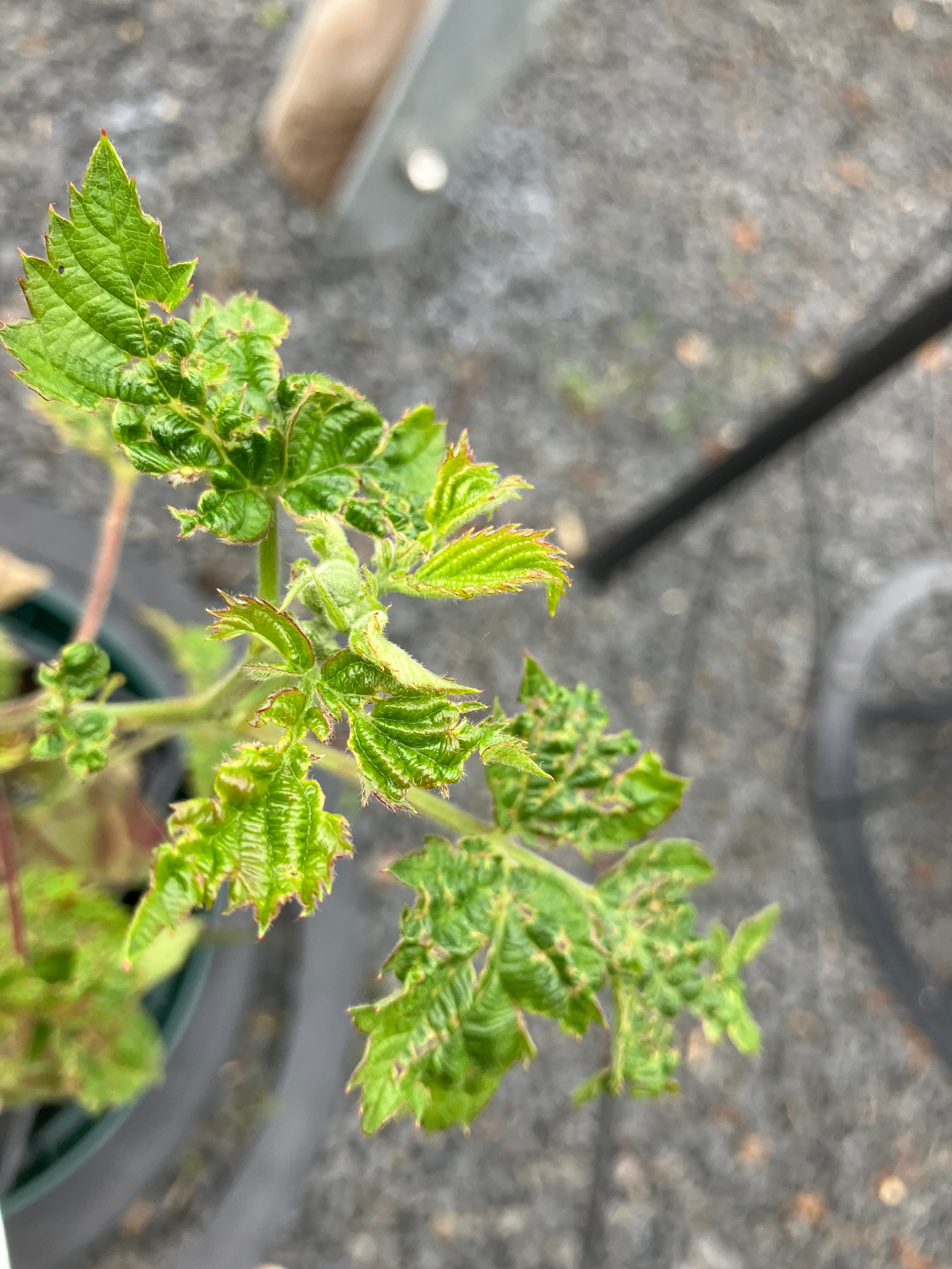 Brombeere dornenlos 'Asterina Zuckerbrombeere'