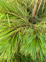 Weymouth-Kiefer Pinus strobus 'Louie'