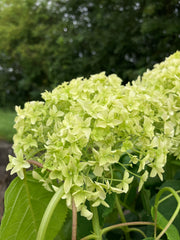 Ball-Hortensie 'Annabelle'