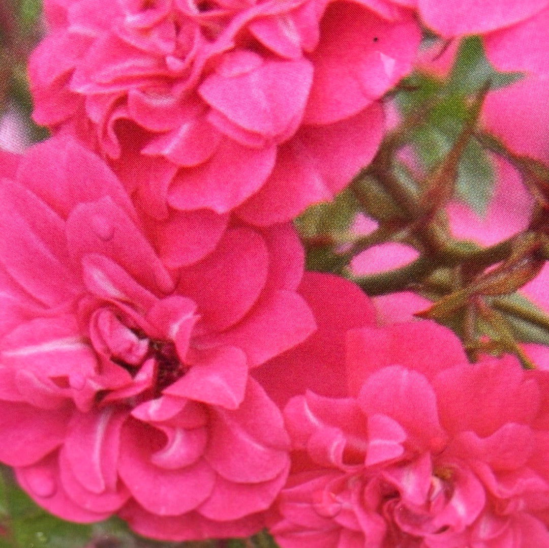 Kleinstrauchrose 'Knirps®'