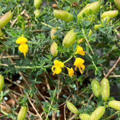 Schmetterlingsblüte 'Englischer Ginster'