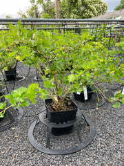 Gelbfruchtige Stachelbeere Ribes uva-crispa 'Hinnonmäki gelb'