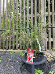 Schmetterlingsblüte Cytisus 'Red wings'