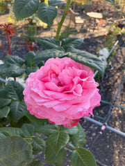 Edelrose Rosa 'Desirée' Hochstamm