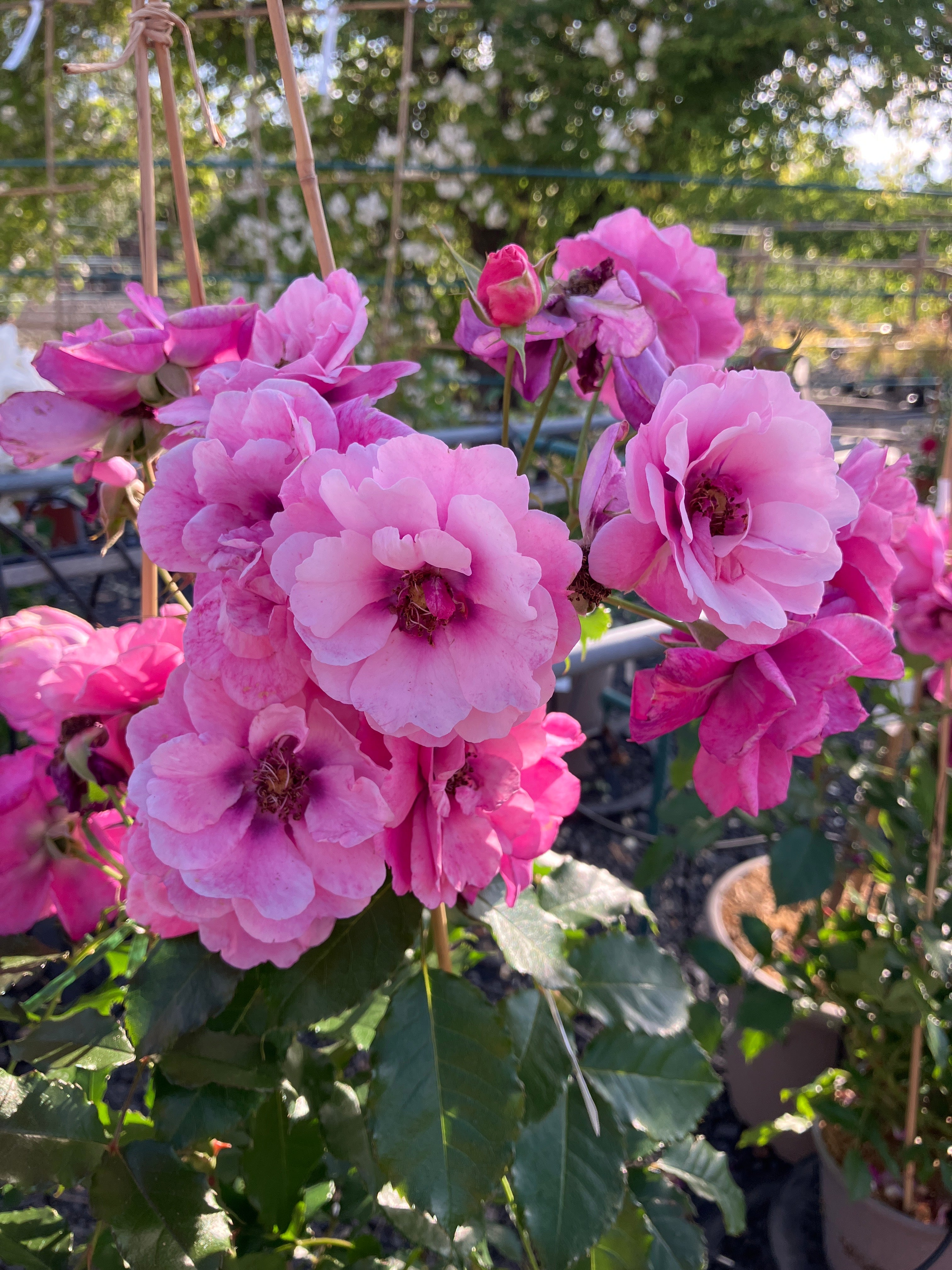 Kleinstrauchrose 'Orienta® Djamila'