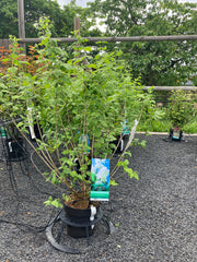 Gartenjasmin 'Minnesota Snowflake'