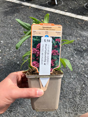Spornblume Centranthus ruber 'Coccineus' rot