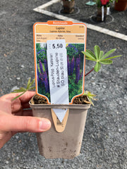 Lupine 'Kastellan'